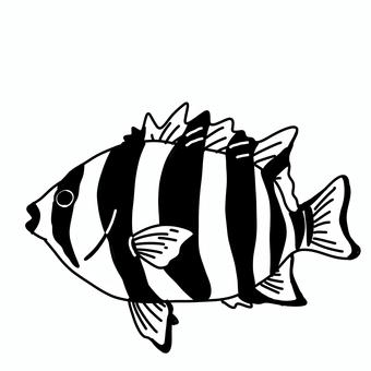 シマダイ 魚,釣り,シンプル,白黒,モノクロ,線画,挿絵,かわいい,イシダイ,シマダイのイラスト素材