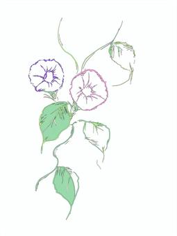 朝顔 線画 朝顔 線画 朝顔,巻きつく,線画のイラスト素材