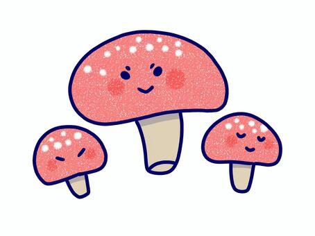 毒きのこベニテングダケ きのこ,毒,ベニテングダケ,有名,白色,イボ,赤色,危険,夏,目眩のイラスト素材