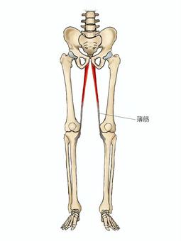 薄筋のイラスト 薄筋,筋,筋肉,ガイコツ,解剖,骨,モデル,骨格,解剖学,スケルトンのイラスト素材