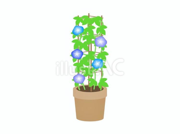 朝顔の鉢 アサガオ,花,植物のイラスト素材