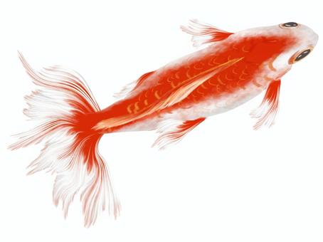 Goldfish (Chintz goldfish) bird's-eye view, JPG and PNG Goldfish (Chintz goldfish) bird's-eye view, , JPG and PNG