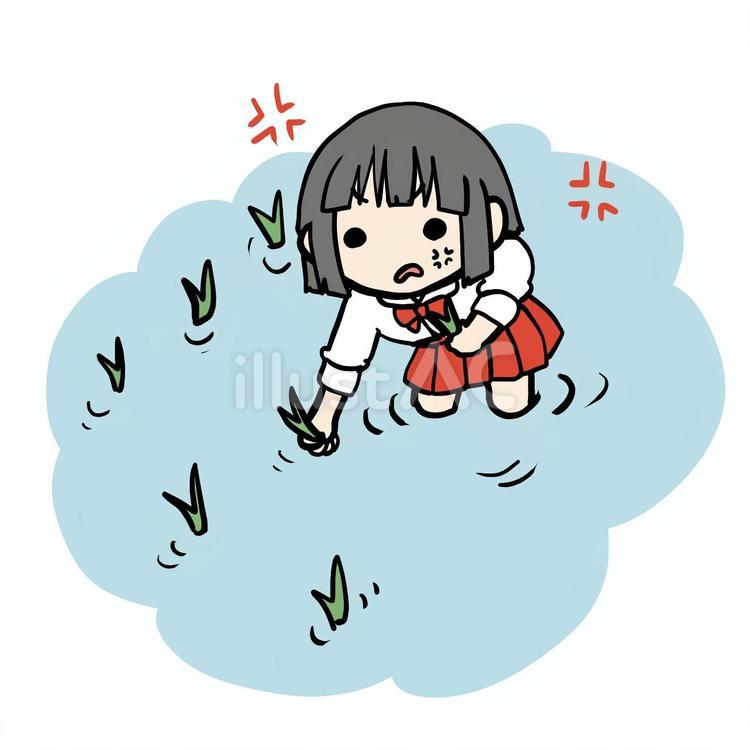 怒って田植えする少女 少女,田植え,怒るのイラスト素材