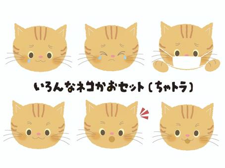 いろんなネコかおセット（茶トラ） ネコ,にゃんこ,動物,イラスト,アイコン,リアクション,かわいい,茶トラのイラスト素材