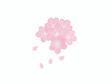 散り始めた桜（文字入り）イラスト - No: 27472037｜無料イラスト・フリー素材なら「イラストAC」