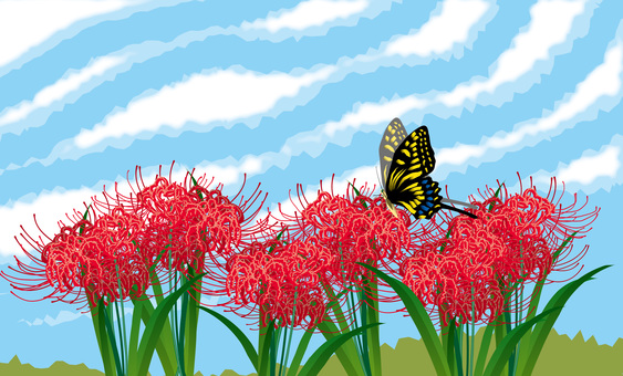 彼岸花とアゲハ蝶　 彼岸花,沢山,咲く,秋,赤い,アゲハ蝶,きれい,空,雲のイラスト素材
