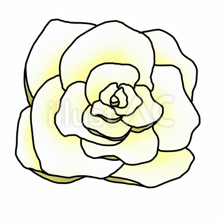 バラ 白イラスト No 無料イラストなら イラストac