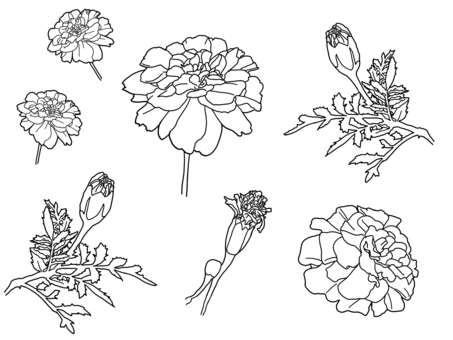 マリーゴールドのシンプルな塗り絵 塗り絵,マリーゴールド,花びら,セット,線画,植物,観葉植物,花,花弁,茎のイラスト素材