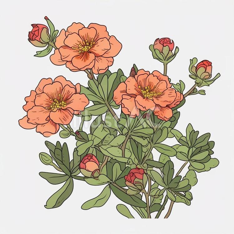 松葉牡丹 松葉牡丹,お花,シンプルのイラスト素材
