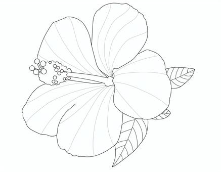 ハイビスカスの花の線画 ハイビスカス,トロピカル,バカンス,常夏,リゾート,南国,花,挿絵,上品,綺麗のイラスト素材