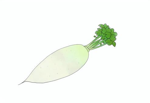 大根 大根,水彩イラスト,食べ物,野菜,radishのイラスト素材