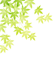 もみじの水彩風イラスト背景・青もみじ2 紅葉,もみじ,背景,青もみじ,モミジ,水彩,葉,デザイン,おしゃれ,かわいいのイラスト素材