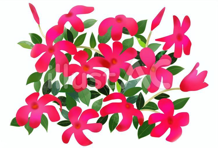 Free Vectors | Mandevilla red