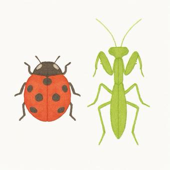 てんとう虫とカマキリのイラスト