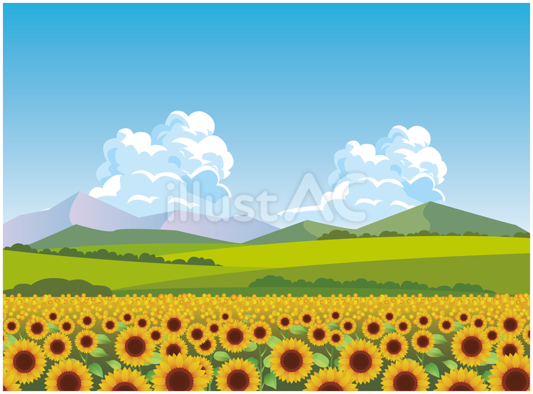 夏のひまわり畑 夏,夏季,ひまわりのイラスト素材