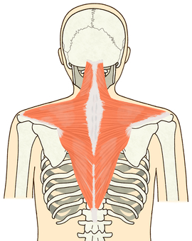 僧帽筋（輪郭あり） 僧帽筋,筋肉,背骨,頚椎,腰椎,脊柱,項靭帯,脊椎,体,靭帯のイラスト素材