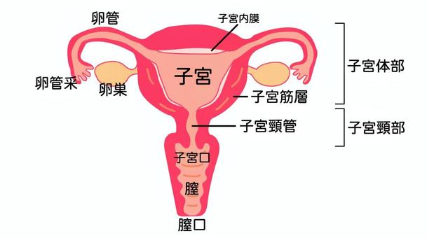 子宮の構造図 子宮,保健体育,膣,卵巣,卵管,卵管采のイラスト素材