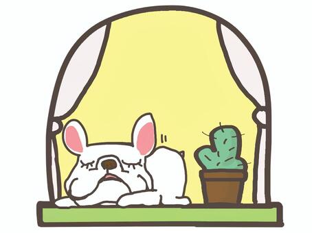 フレンチブルドッグ