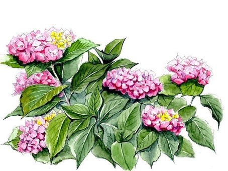 pink hydrangea flower, flower, hydrangea, rainy season, JPG and PNG