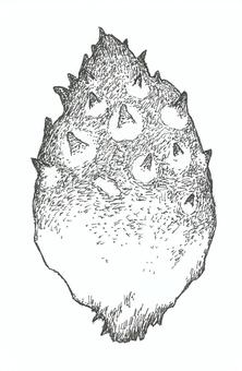 ホヤをイメージした手描きイラスト ホヤ,生き物,海産物,食べ物,手描き,リアル,モノクロ,挿絵,線画,イラストのイラスト素材