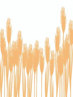 黄金色の麦穂シルエット　mugi027 麦穂,黄金色,リアル,シルエット,ナチュラル,お洒落,自然,植物,大人っぽい,枠のイラスト素材