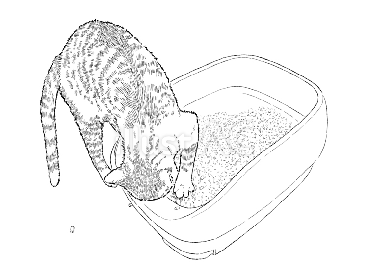 トイレと猫　3 猫,トイレ,手書きのイラスト素材