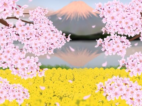 夕焼け富士山と桜と菜の花畑 富士山,山,逆さ富士,桜,菜の花畑,花のイラスト素材