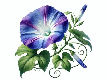 朝顔 朝顔 アサガオ,花,夏のイラスト素材