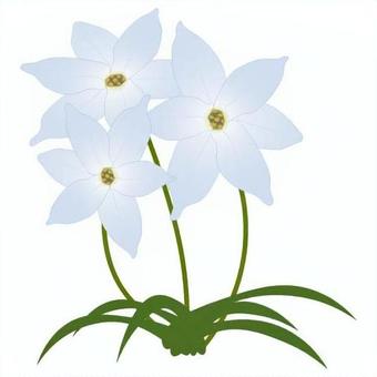 Illustration, hananilla, ifion, chinese chive, 