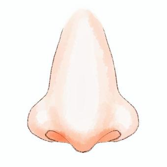 鼻 鼻,身体,小鼻,鼻の穴,水彩,鉛筆のイラスト素材