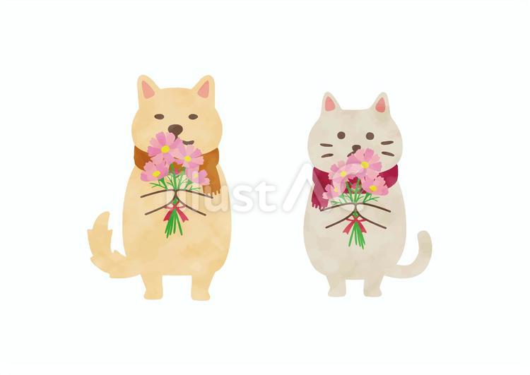 コスモスを持つ猫と犬　水彩 秋,コスモス,リボンのイラスト素材