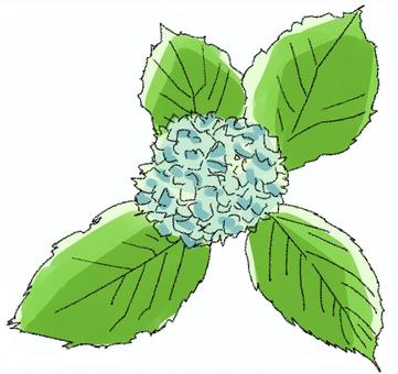 Illustration, four seasons, hydrangea, rainy season, 