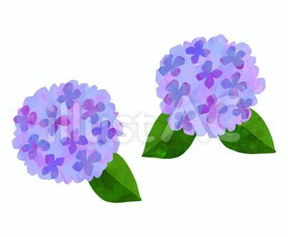 アジサイの水彩イラスト〈パープル〉