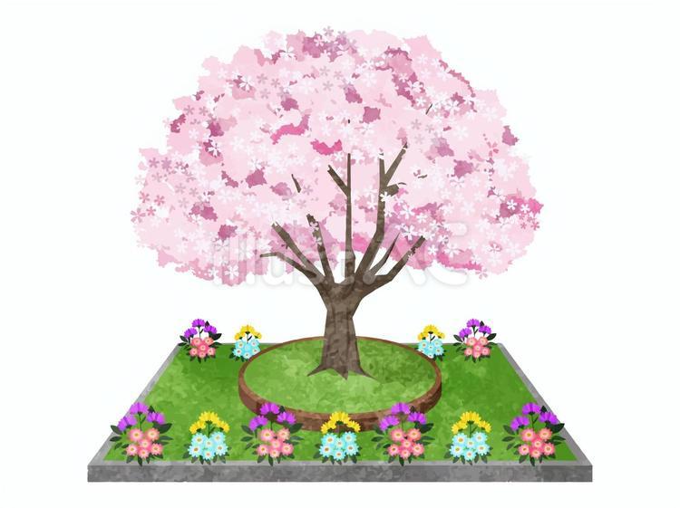 樹木葬イメージ02 樹木葬,墓,桜のイラスト素材