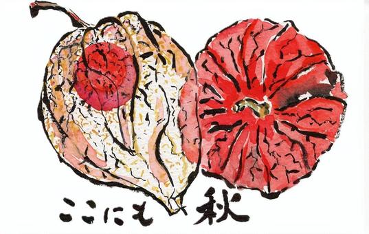삽화, 꽈리, 가을, 식물, 