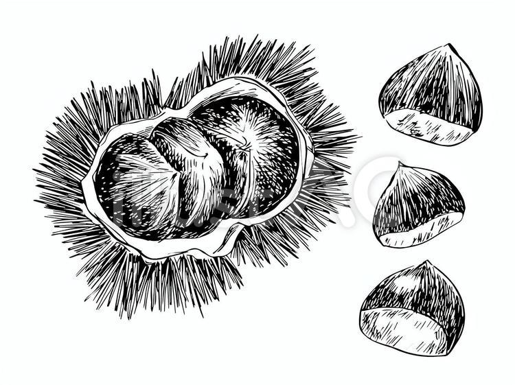 栗の線画イラスト 栗,食べ物,秋の味覚のイラスト素材