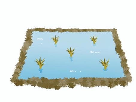 田んぼの植物の色が変わる 田,田んぼ,水田,植物,稲,米,稲作,農業,病気,不調のイラスト素材