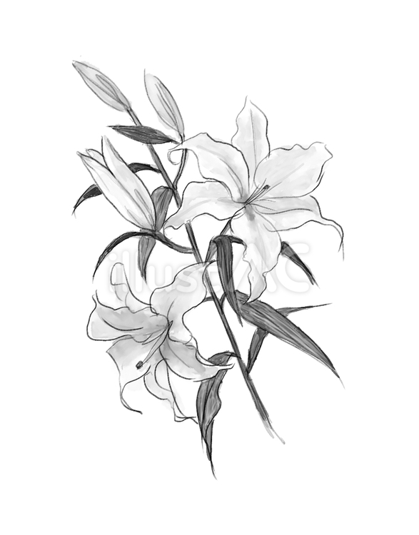 百合の花(モノクロ) 百合,花,白のイラスト素材
