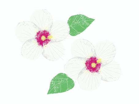 Hibiscus, JPG and PNG Hibiscus, fuyo, simple, flower, JPG and PNG