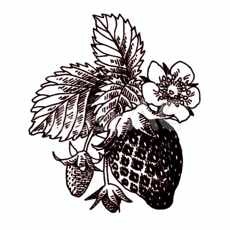 アンティーク風ペン画いちご果実花葉イラスト - No: 2529453