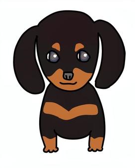 ダックスフンドブラックタン ダックスフンドブラックタン 犬,動物,ペット,かわいい,デフォルメ,わんこ,キャラクター,毛色,手描き,ダックスフンドのイラスト素材