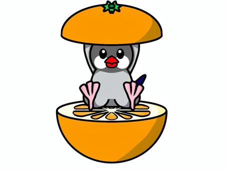 文鳥　オレンジ