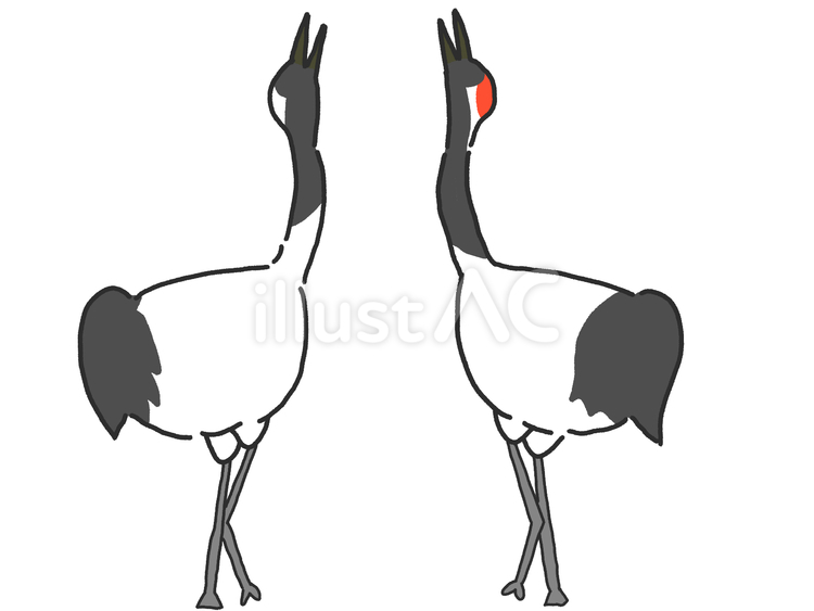 ２羽のツル 鶴,ツル,冬のイラスト素材