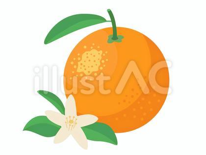 オレンジとオレンジの花のイラスト