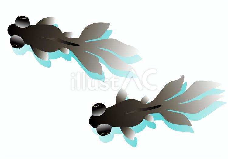 デメキン（黒/白） 金魚,デメキン,俯瞰のイラスト素材