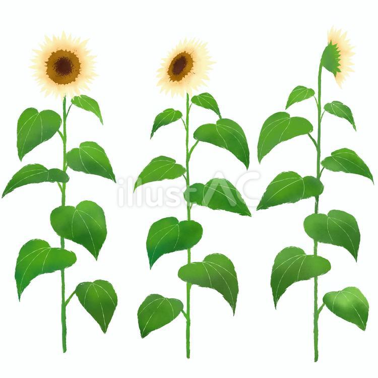 白っぽいひまわりの花のセット ひまわり,ヒマワリ,向日葵のイラスト素材