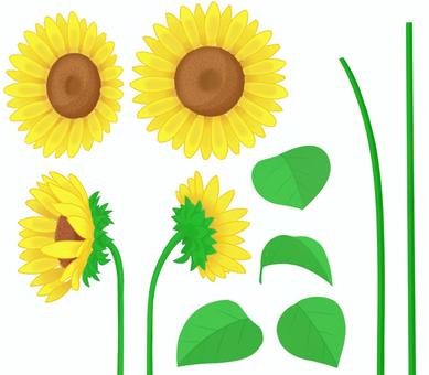 ひまわりの花制作セット ひまわり,花,葉,茎,黄色,みどり,制作セット,正面,左右のイラスト素材