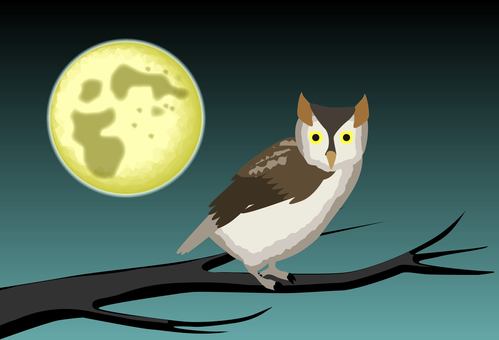 リュウキュウコノハズク　  リュウキュウコノハズク,梟,鳥,動物,夜行性,夜,暗い,空,満月のイラスト素材