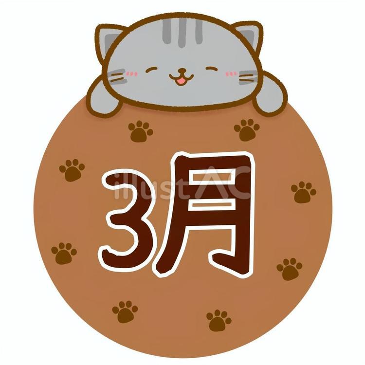 にっこりアメショ猫の3月•茶色 アメショ,アメリカンショートヘア,猫のイラスト素材