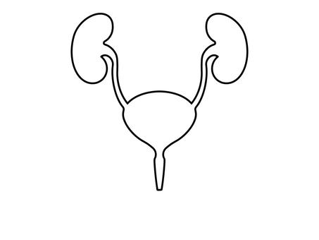 腎臓＆膀胱 膀胱,腎臓,臓器,内臓,泌尿器,尿管,尿道,人,人体,人間のイラスト素材